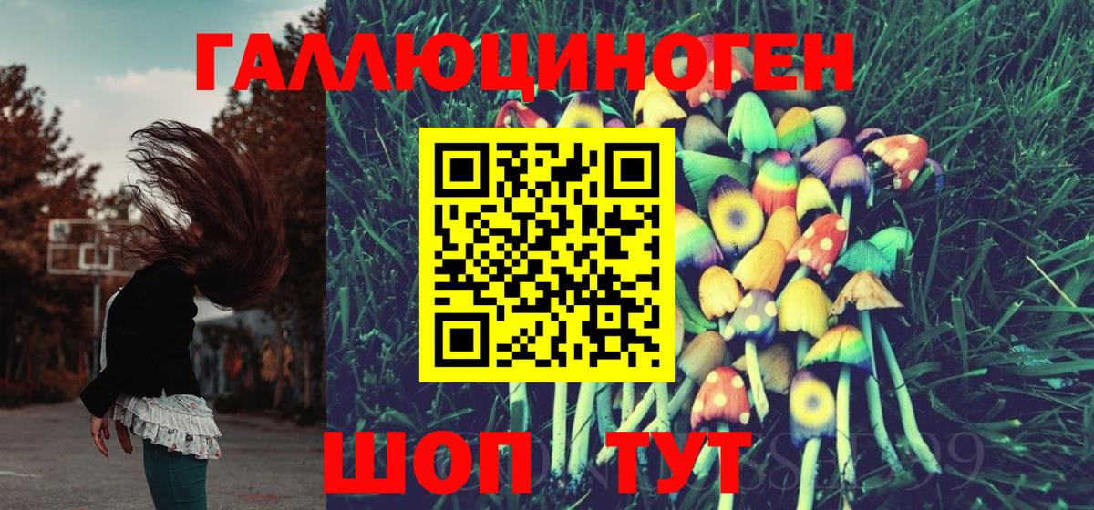 Псилоцибиновые грибы Psilocybe Сосновоборск